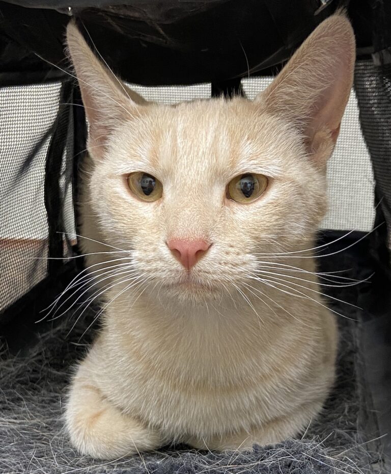 Ginger