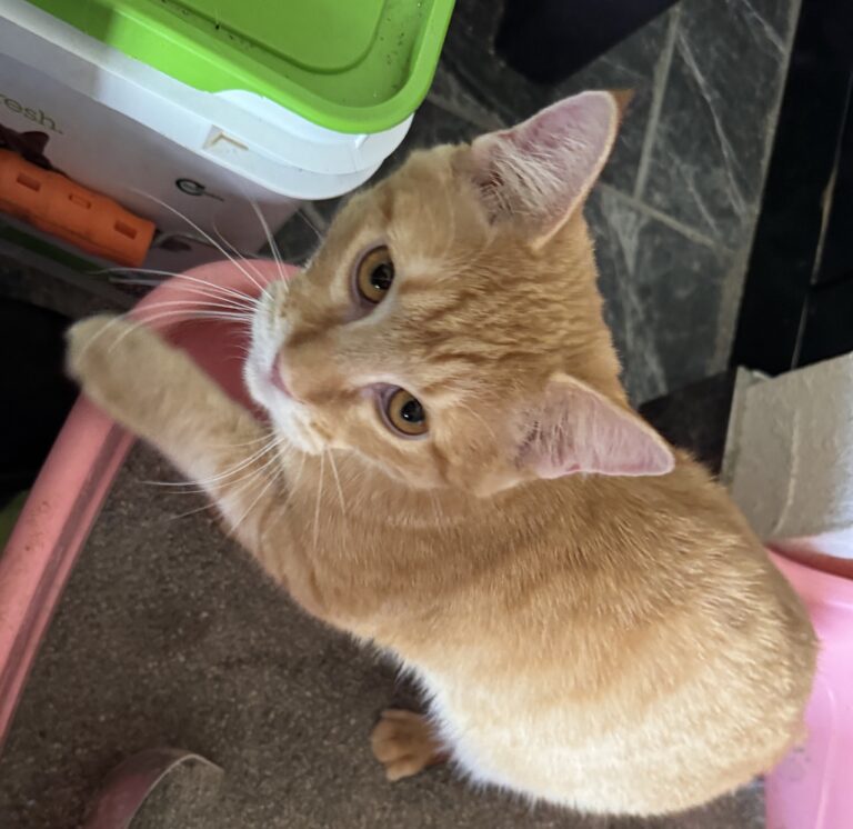 Taco