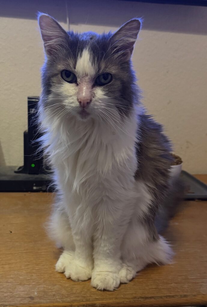 Stella – 04-15-25