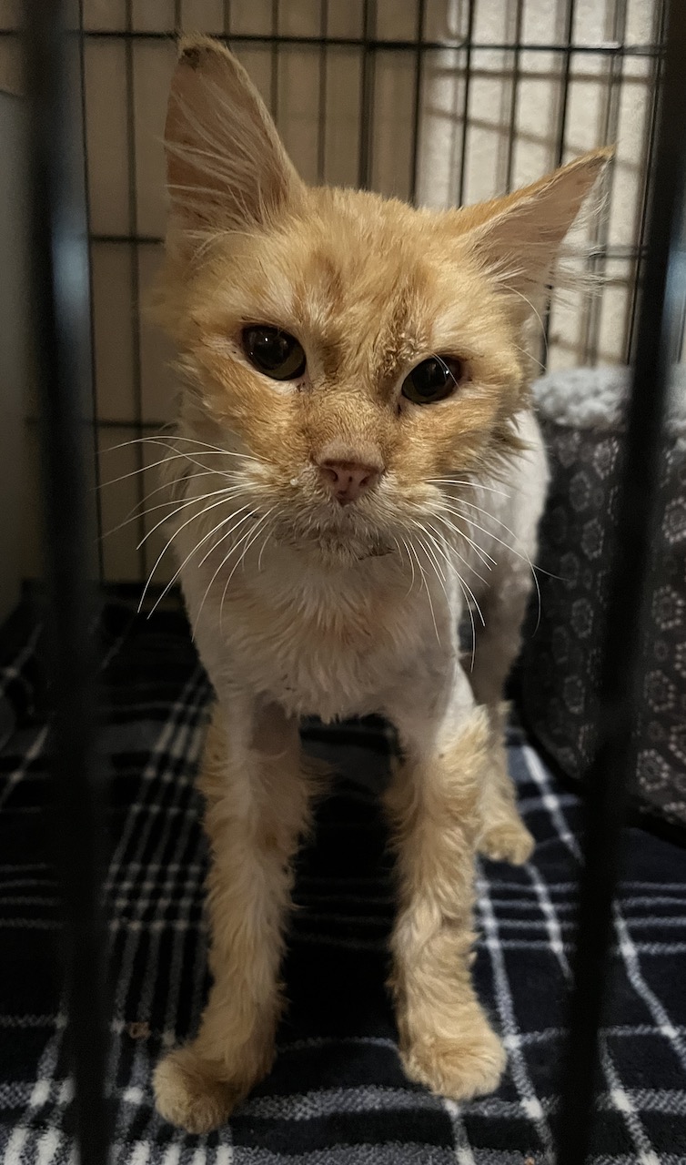 Garfield